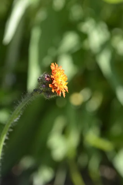 Turuncu Şahin Otu Çiçekli Görünüm Latince Adı Pilosella Aurantiaca — Stok fotoğraf