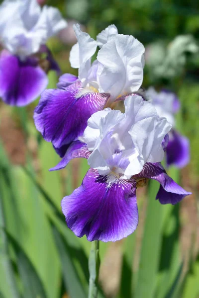 Magas Szakállú Írisz Elizabeth Noble Virágok Latin Név Iris Barbata — Stock Fotó