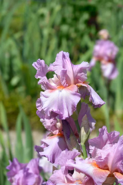 Wysokie Kwiaty Jagody Perskiej Nazwa Łacińska Iris Barbata Elatior Persian — Zdjęcie stockowe