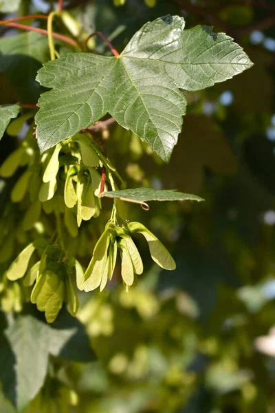 Obyčejné Sycamore Větve Semeny Latinský Název Acer Pseudoplatanus — Stock fotografie