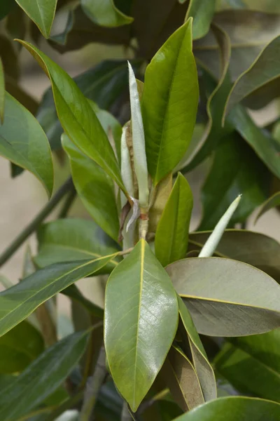 Южные Листья Магнолии Латинское Название Magnolia Grandiflora — стоковое фото