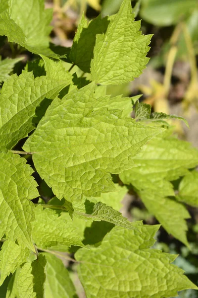 Tubo Folhas Clematis Nome Latino Clematis Heracleifolia — Fotografia de Stock