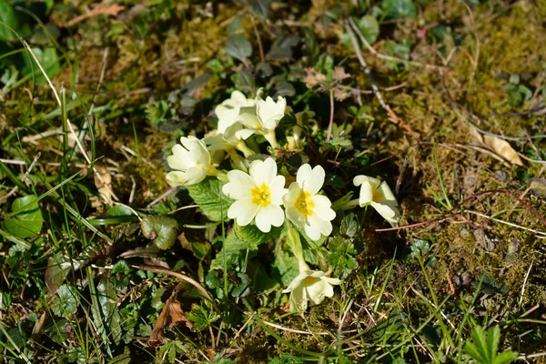 Желтые Цветы Латинское Название Primula Vulgaris — стоковое фото