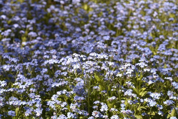 Ultramarine Forget Flowers Latin Name Myosotis Ultramarine — Stock Photo, Image