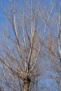 Kanada kavak ağacı mavi gökyüzüne karşı - Latince adı - Populus x canadensis