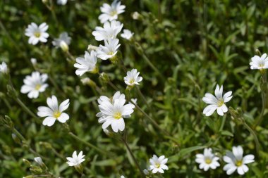 Tarla tavuğu çiçekleri - Latince adı - Cerastium arvense