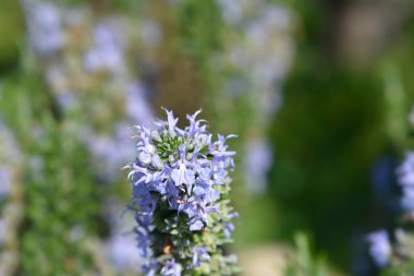 Rosemary mavi çiçekleri - Latince adı - Rosmarinus officinalis