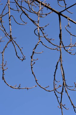 Mavi gökyüzüne karşı yaprak tomurcukları olan yaygın at kestanesi dalları - Latince adı - Aesculus hipocastanum