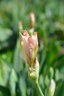 Orta karar sakallı süsen çiçeği. Latince adı Iris barbata-medya oyalanıyor.