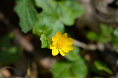Daha az celandin çiçeği - Latince adı - Ficaria verna