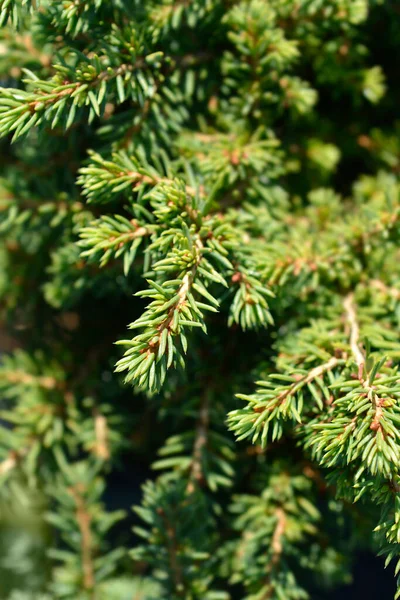 Little Gem Norway Spruce Latin Name Picea Abies Little Gem — Stock Photo, Image