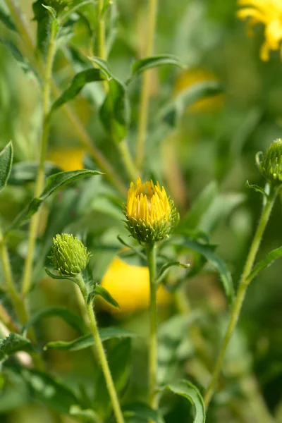 レモンイエロー偽の黄金の花の芽 ラテン語名 ヘテロテカCamporum Var グランデュリシムム — ストック写真