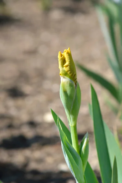 Orta Karar Sakallı Iris Pamplemousse Çiçeği Latince Adı Iris Barbata — Stok fotoğraf