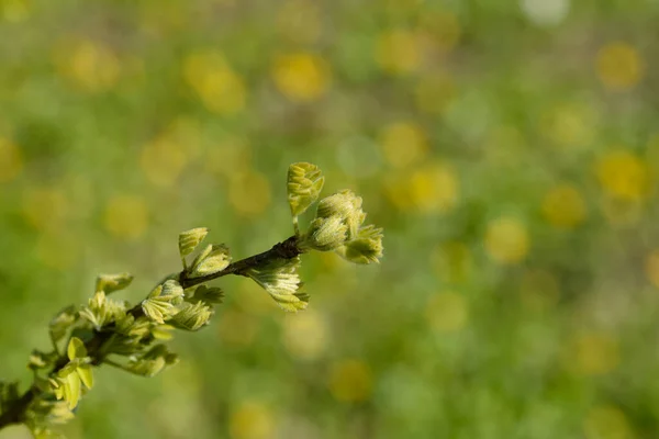 Siberian Pea Shrub Branch New Leaves Latin Name Caragana Arborescens — Stock Photo, Image