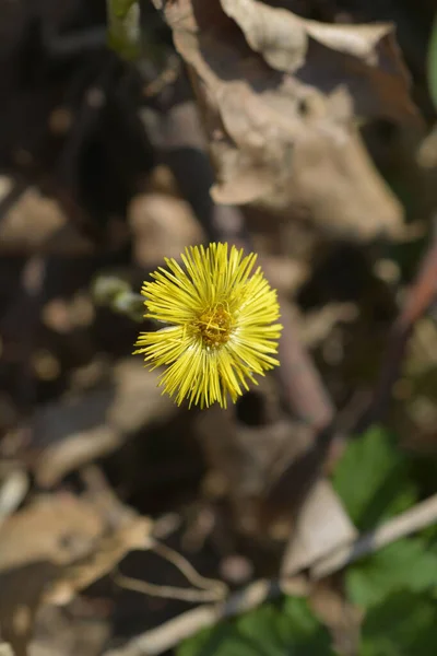 Coltsfoot Žlutý Květ Latinský Název Tussilago Fara — Stock fotografie