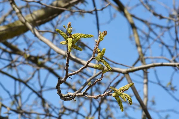 青い空に対する花と一般的なクルミの枝 ラテン語名 ユグラン地域 — ストック写真