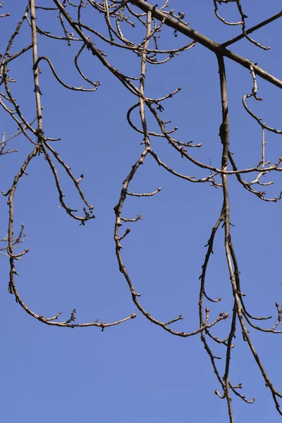 青い空に対して葉芽を持つ一般的な馬栗の枝 ラテン語名 イセキュラスカバスタヌム — ストック写真
