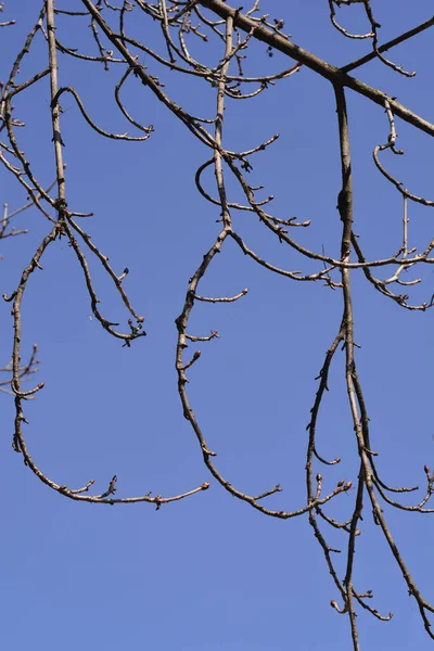 Ramas Castaño Indias Comunes Con Brotes Hojas Contra Cielo Azul — Foto de Stock