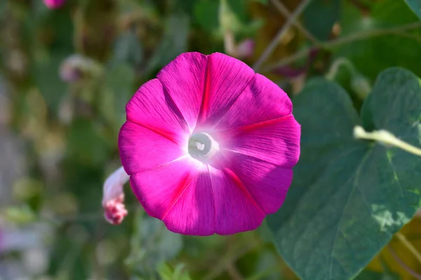 Bunga Bunga Pagi Yang Umum Nama Latin Ipomoea Purpurea — Stok Foto