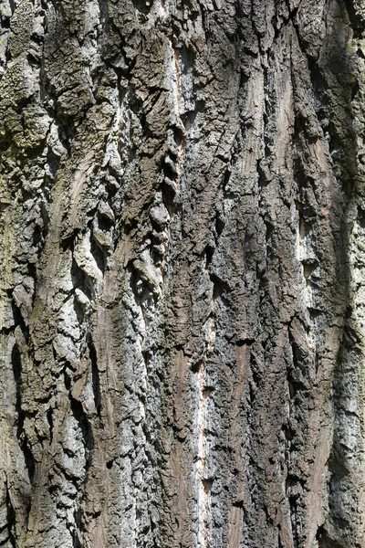 Tulip tree bark detail - Latin name - Liriodendron tulipifera