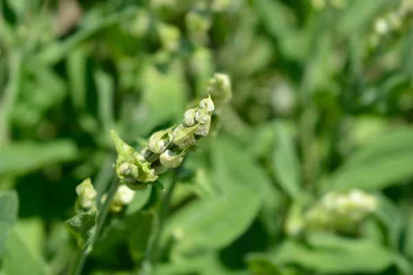 Bourgeons Fleurs Sauge Commune Fleurs Blanches Nom Latin Salvia Officinalis — Photo