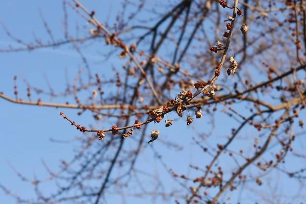 꽃봉오리가 단풍나무 라틴어 Acer Saccharinum — 스톡 사진