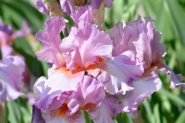 Uzun sakallı iris İranlı böğürtlen çiçeği - Latince adı - Iris barbata elatior Persian Berry