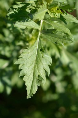 İğnelik çiçeği Sihirli Gece Latince adı Scabiosa Abopurpurea Sihirli Gece
