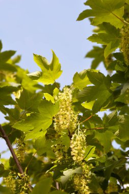 Mavi gökyüzüne karşı yaprakları ve çiçekleri olan yaygın çınar dalları - Latince adı - Acer pseudoplatanus