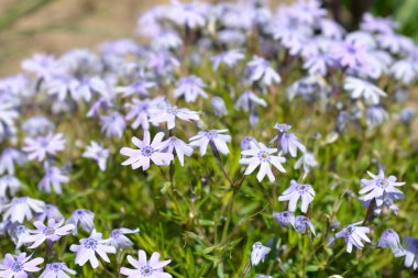 Sürünen Phlox Fevkalade Mavi Mor çiçekler - Latince adı - Phlox subulata Fevkalade Mavi Violet