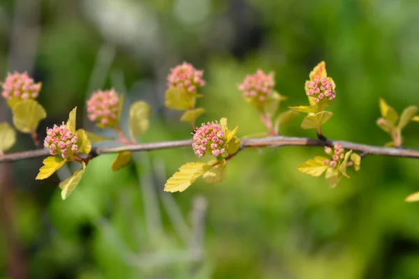 Ninebark Tiny Fleurs Vin Nom Latin Physocarpus Opulifolius Tiny Wine — Photo