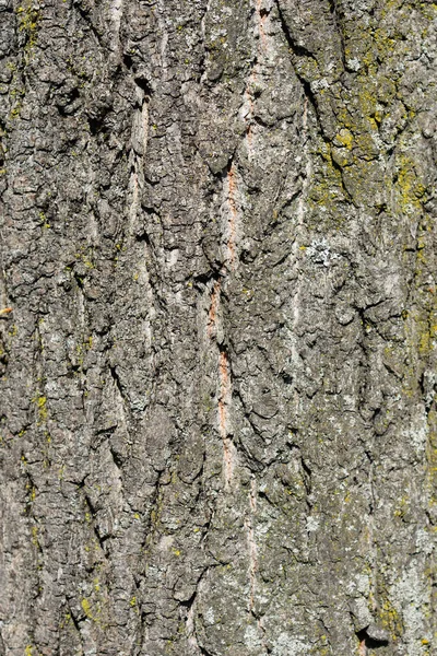 Vit Lime Bark Detalj Latinskt Namn Tilia Euchlora — Stockfoto