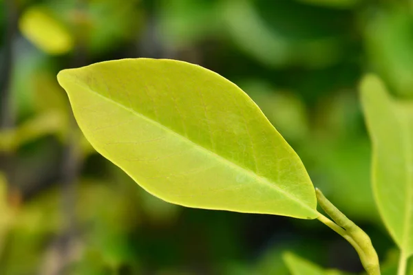 Magnolia Sunsation Leaves Łacińska Nazwa Magnolia Sunsation — Zdjęcie stockowe