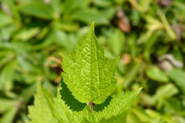 Tube Clematis Leaves Latin Name Clematis Heracleifolia — Stock Photo, Image