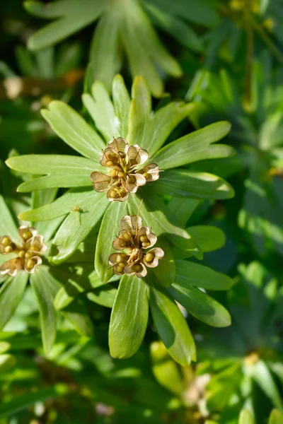 Gousses Aconite Hiver Nom Latin Eranthis Hyemalis — Photo