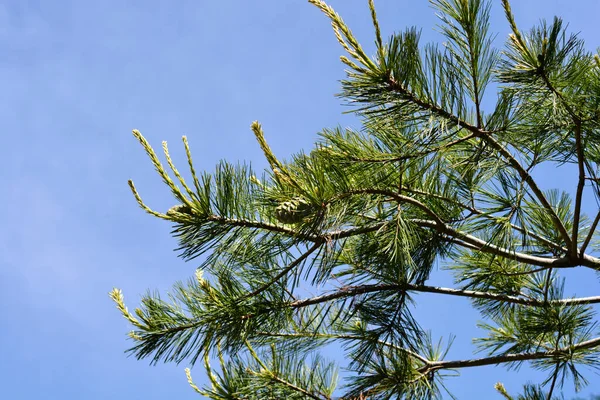 Chinese Witte Dennentakken Met Nieuwe Bladeren Latijnse Naam Pinus Armandii — Stockfoto