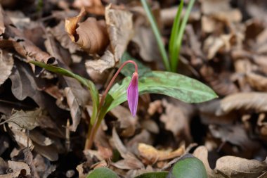 Köpekler diş menekşesi çiçeği tomurcuğu - Latince adı - Erythronium den-canis
