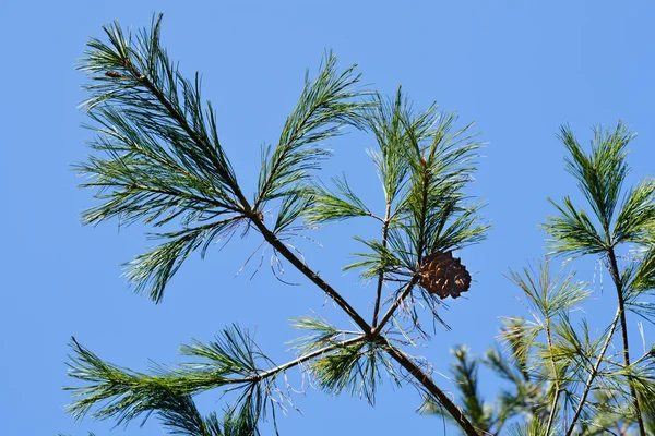 Branche Pin Blanc Chinois Avec Cônes Contre Ciel Bleu Nom — Photo