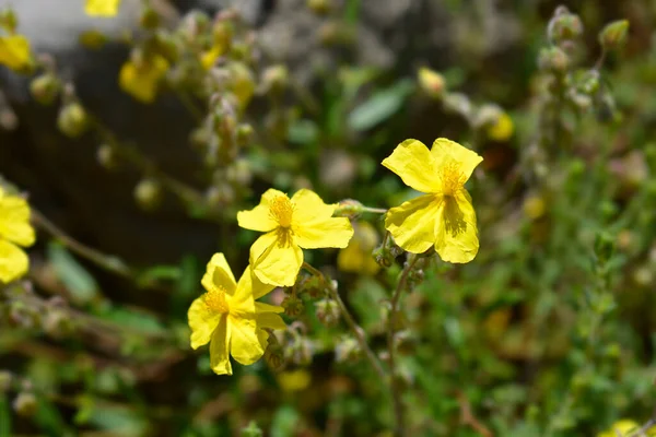 Flores Amarelas Rockrose Comuns Nome Latino Helianthemum Nummularium — Fotografia de Stock