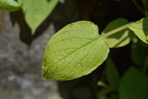 Niebieskooka Mary Liście Łacińska Nazwa Omphalodes Verna — Zdjęcie stockowe