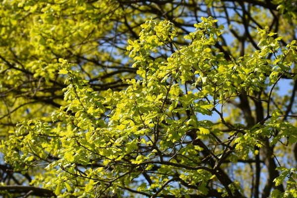 Branches Chêne Anglais Nom Latin Quercus Robur — Photo