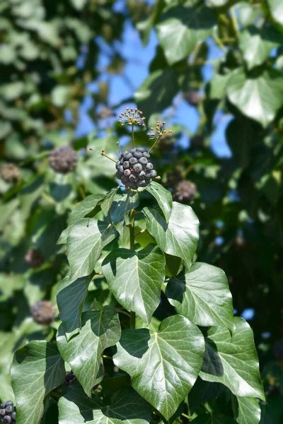 Feuilles Fruits Lierre Commun Nom Latin Hedera Helix — Photo