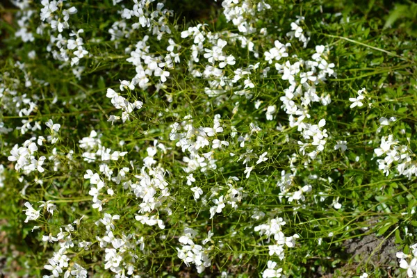 Spreading Rock Cress Flowers Latin Name Arabis Procurrens Var Ferdinandi — Stock Photo, Image