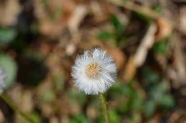 Coltsfoot tohum başı - Latince adı - Tussilago farfara