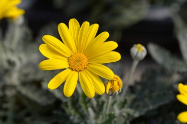 Gri yapraklı Avrupai Gümüş Yıldız çiçekleri Latince adı Euryops pectinatus Silver Star