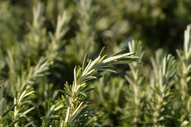 Rosmarinus Officinalis Prostratus, Latince adı Sürünen Biberiye Şubesi.