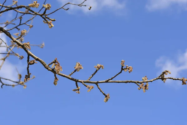Біла Тополя Квітами Проти Блакитної Неболатини Populus Alba — стокове фото
