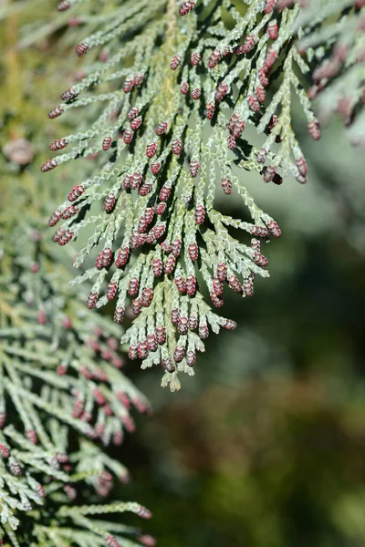 Lawsons Cypress Triomf Van Boskoop Branch Polen Cones Latin Name — Stock Photo, Image