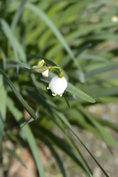 Våren Snöflingor Blommor Latinskt Namn Leucojum Vernum — Stockfoto