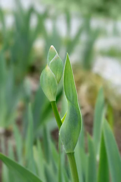 Uzun Sakallı Iris Foxfire Çiçeği Tomurcuğu Latince Adı Iris Barbata — Stok fotoğraf